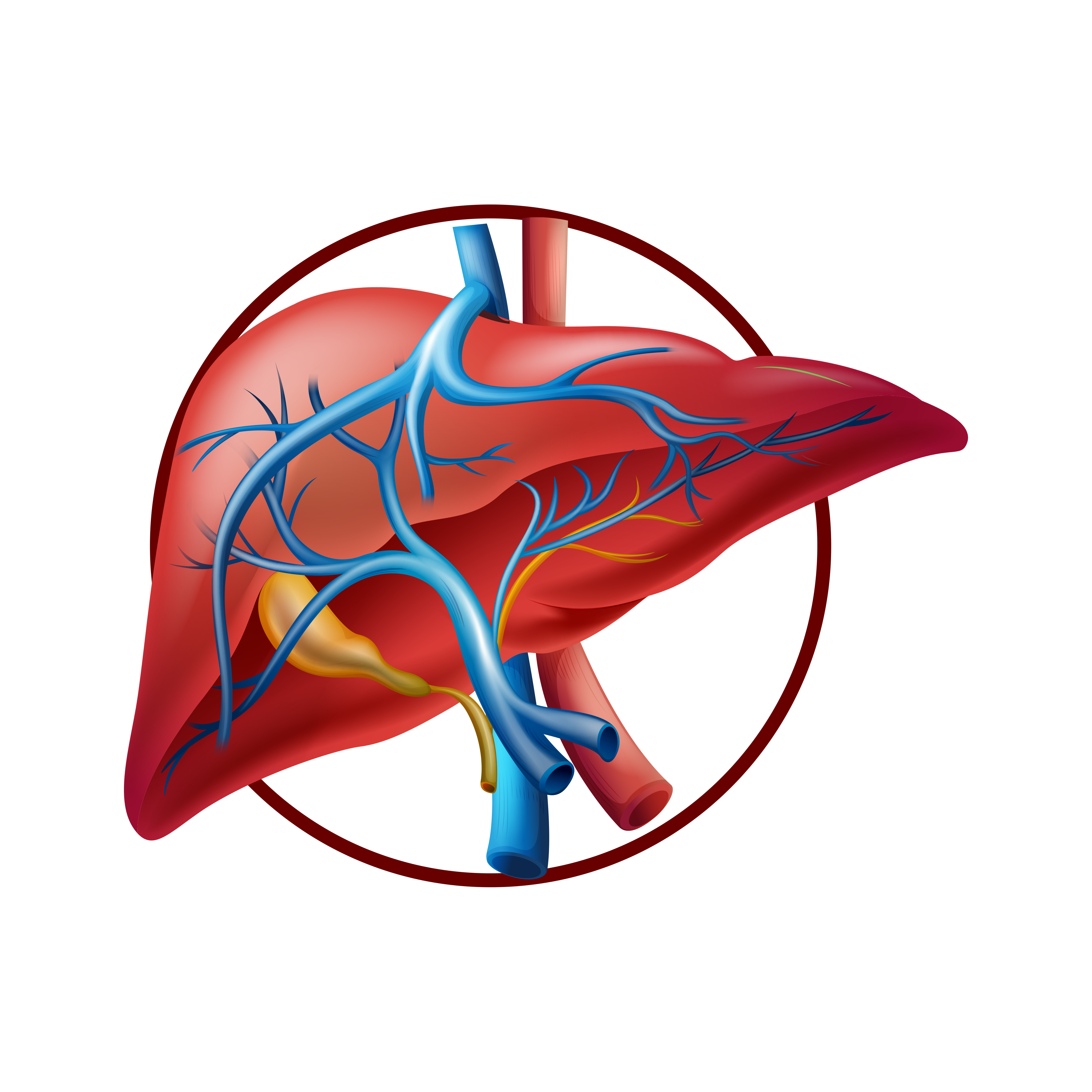 Normal liver illustration on transparent background PNG